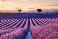 法国紫色奇迹-普罗旺斯的薰衣草之旅-探索全世界旅游