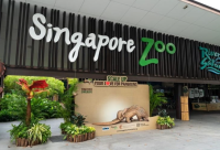 探秘新加坡动物园-与自然界的精灵亲近